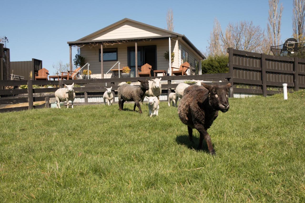 Shearvue Farmstay With Optional Free Farm Experience At 5Pm Fairlie Esterno foto