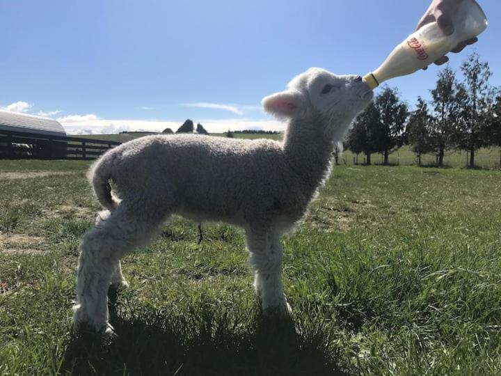 Shearvue Farmstay With Optional Free Farm Experience At 5Pm Fairlie Esterno foto