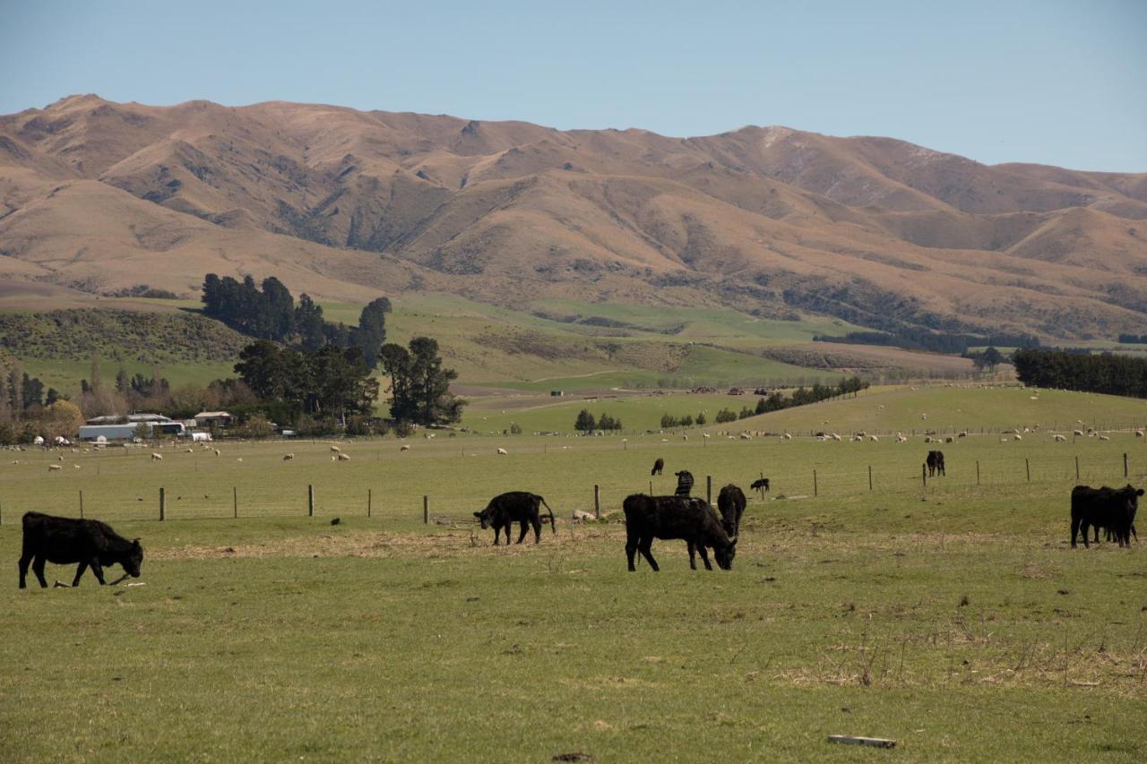 Shearvue Farmstay With Optional Free Farm Experience At 5Pm Fairlie Esterno foto